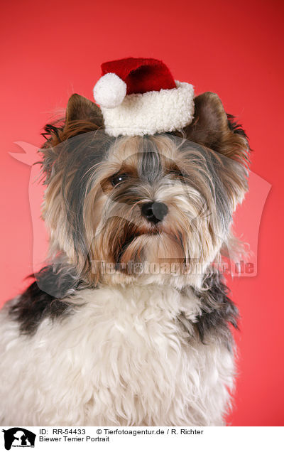 Biewer Terrier Portrait / RR-54433