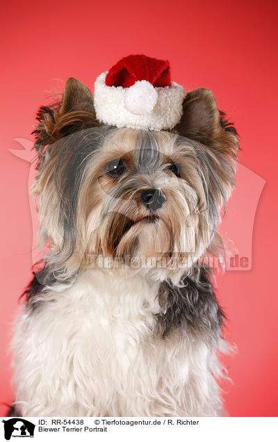 Biewer Terrier Portrait / RR-54438