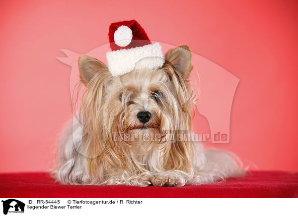 liegender Biewer Terrier / RR-54445