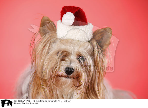 Biewer Terrier Portrait / RR-54446