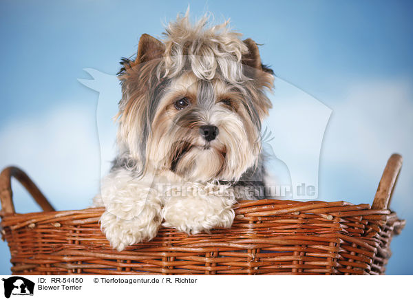 Biewer Terrier / RR-54450