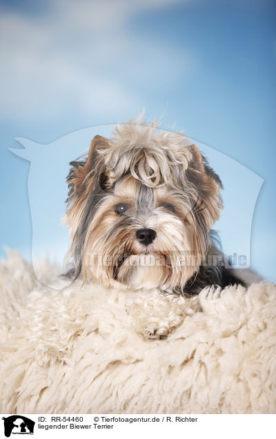 liegender Biewer Terrier / lying Biewer Terrier / RR-54460