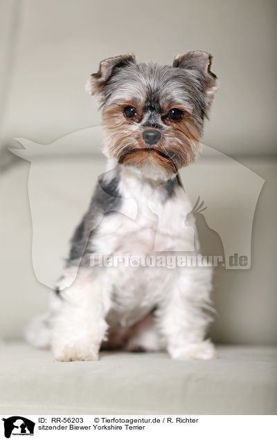 sitzender Biewer Yorkshire Terrier / sitting Biewer / RR-56203
