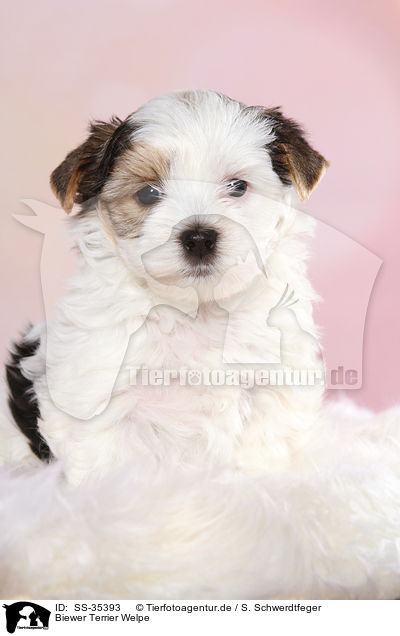 Biewer Terrier Welpe / Biewer Terrier Puppy / SS-35393