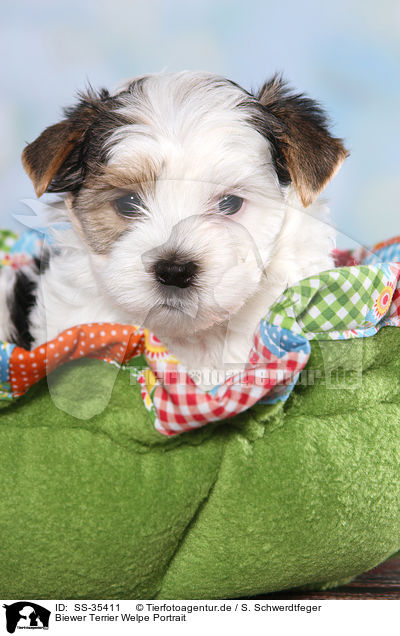 Biewer Terrier Welpe Portrait / Biewer Terrier Puppy Portrait / SS-35411