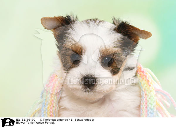 Biewer Terrier Welpe Portrait / SS-36102