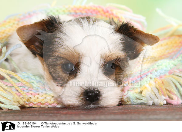liegender Biewer Terrier Welpe / SS-36104