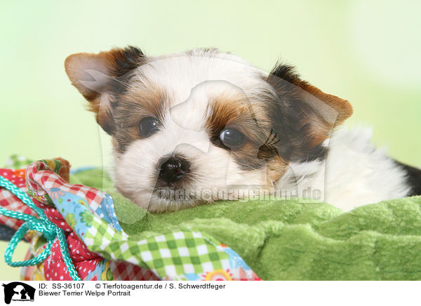 Biewer Terrier Welpe Portrait / SS-36107
