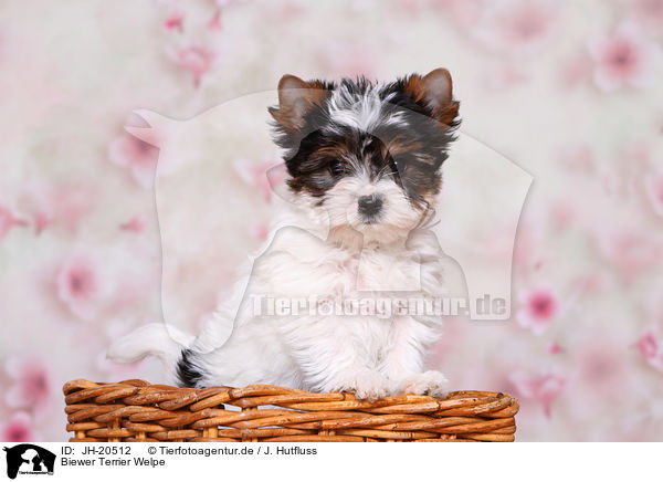 Biewer Terrier Welpe / JH-20512