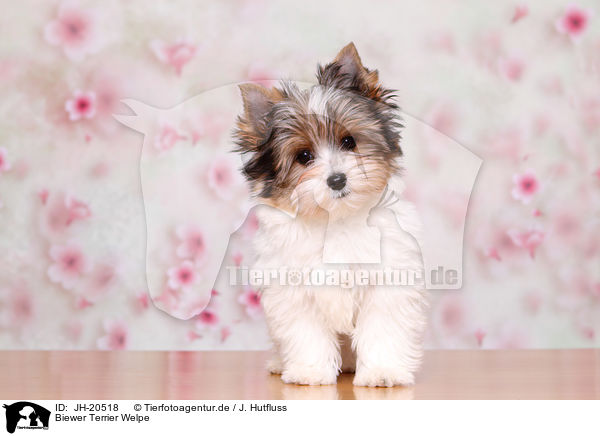 Biewer Terrier Welpe / JH-20518