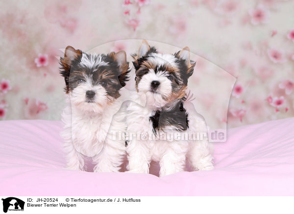 Biewer Terrier Welpen / JH-20524