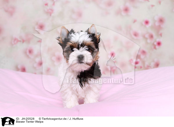 Biewer Terrier Welpe / JH-20528