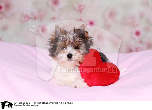 Biewer Terrier Welpe / Biewer Terrier Puppy / JH-20533