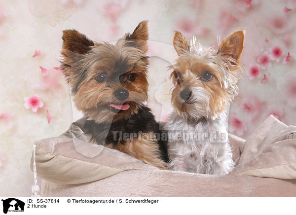 2 Hunde / SS-37814