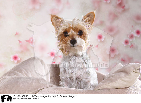 sitzender Biewer Terrier / sitting Biewer Terrier / SS-37816