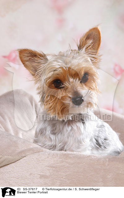 Biewer Terrier Portrait / Biewer Terrier Portrait / SS-37817