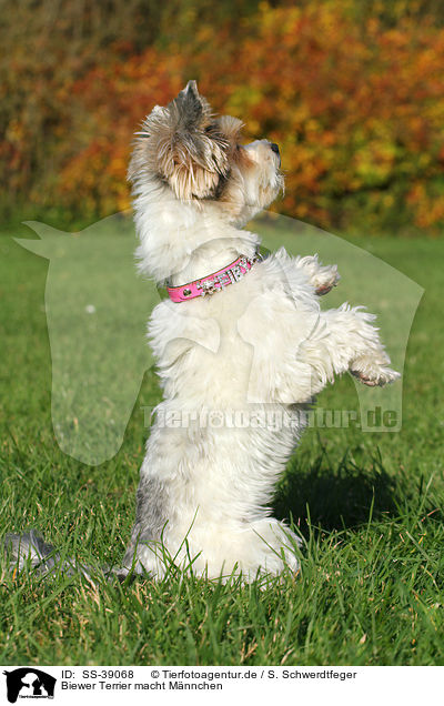Biewer Terrier macht Mnnchen / SS-39068