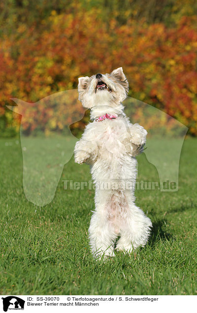 Biewer Terrier macht Mnnchen / begging Biewer Terrier / SS-39070