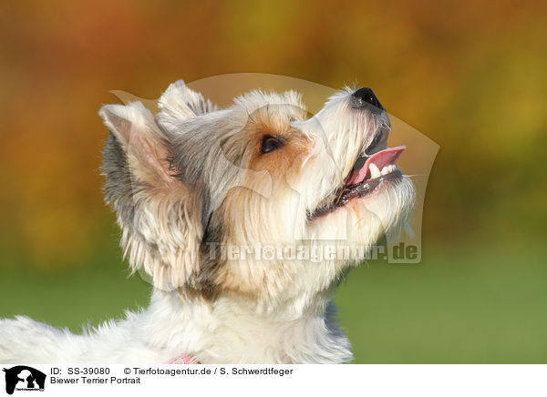 Biewer Terrier Portrait / SS-39080