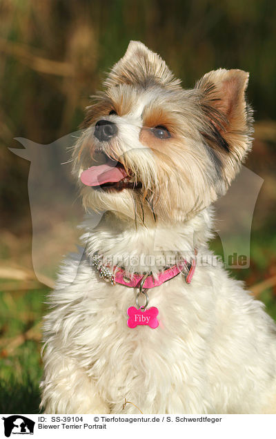 Biewer Terrier Portrait / Biewer Terrier Portrait / SS-39104