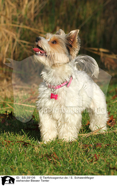 stehender Biewer Terrier / SS-39106