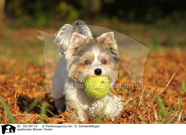 spielender Biewer Terrier / SS-39115