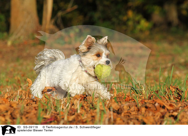 spielender Biewer Terrier / SS-39118