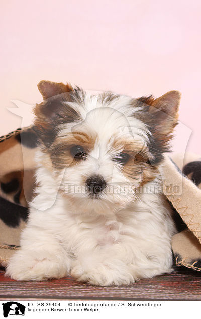 liegender Biewer Terrier Welpe / lying Biewer Terrier Puppy / SS-39404