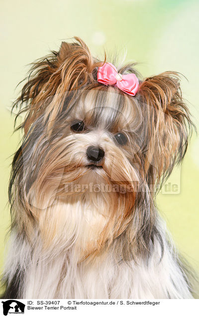 Biewer Terrier Portrait / Biewer Terrier Portrait / SS-39407