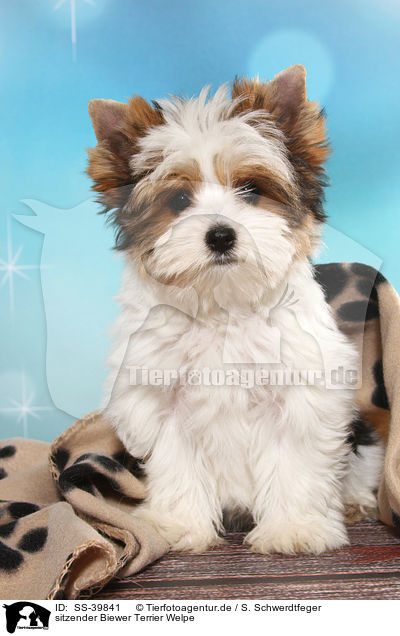 sitzender Biewer Terrier Welpe / sitting Biewer Terrier Puppy / SS-39841