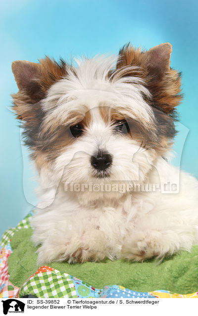 liegender Biewer Terrier Welpe / lying Biewer Terrier Puppy / SS-39852