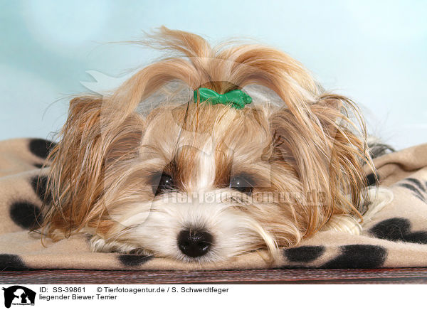 liegender Biewer Terrier / lying Biewer Terrier / SS-39861