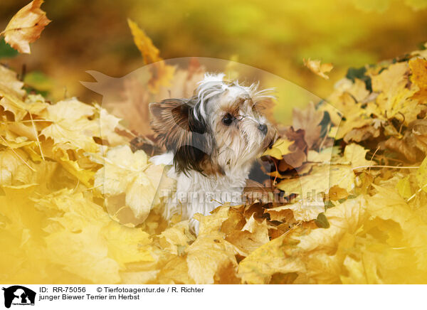 junger Biewer Terrier im Herbst / RR-75056