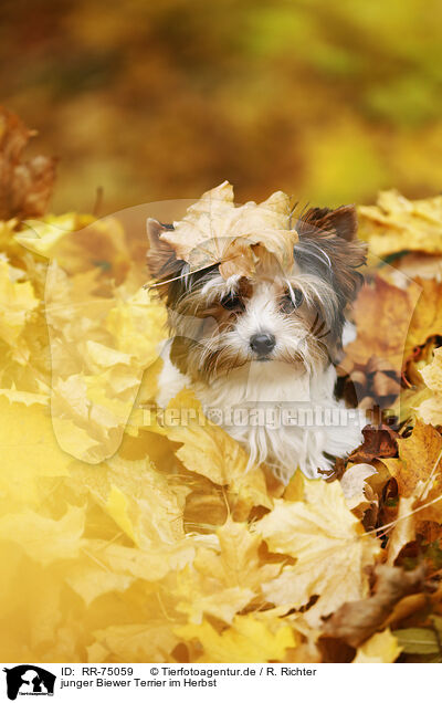 junger Biewer Terrier im Herbst / RR-75059