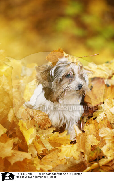 junger Biewer Terrier im Herbst / RR-75060