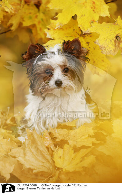 junger Biewer Terrier im Herbst / RR-75068