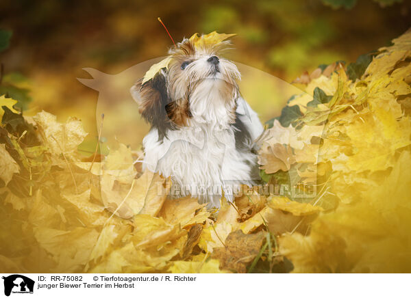 junger Biewer Terrier im Herbst / RR-75082
