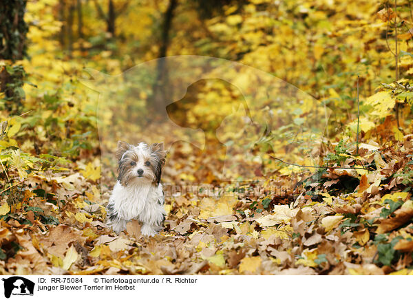 junger Biewer Terrier im Herbst / RR-75084