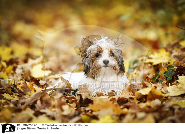 junger Biewer Terrier im Herbst / RR-75090