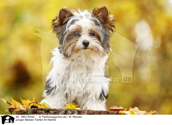 junger Biewer Terrier im Herbst / RR-75092
