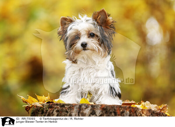 junger Biewer Terrier im Herbst / RR-75093