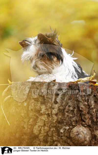 junger Biewer Terrier im Herbst / young Biewer Terrier in autumn / RR-75095