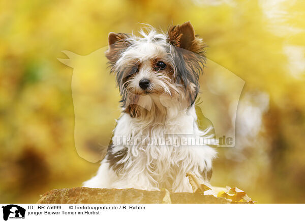 junger Biewer Terrier im Herbst / RR-75099