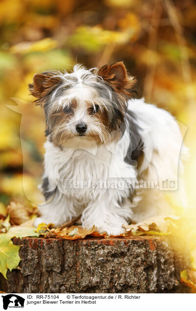junger Biewer Terrier im Herbst / RR-75104