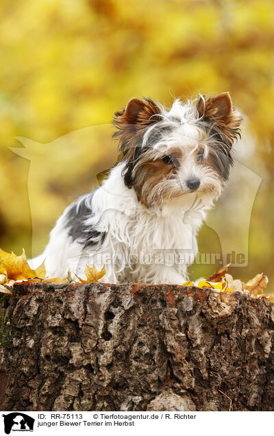 junger Biewer Terrier im Herbst / RR-75113
