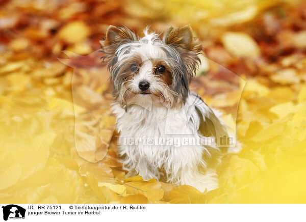junger Biewer Terrier im Herbst / RR-75121