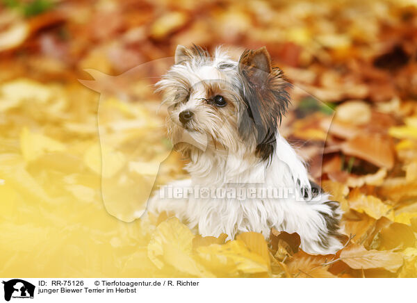 junger Biewer Terrier im Herbst / RR-75126