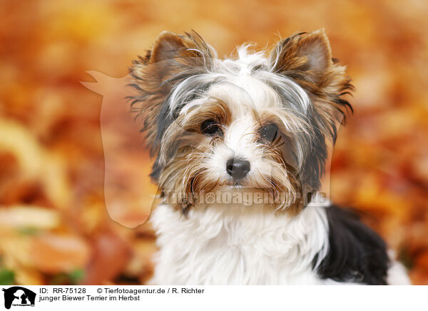 junger Biewer Terrier im Herbst / RR-75128