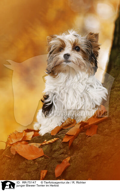 junger Biewer Terrier im Herbst / RR-75147