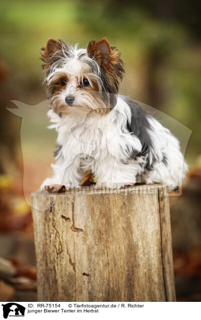 junger Biewer Terrier im Herbst / RR-75154